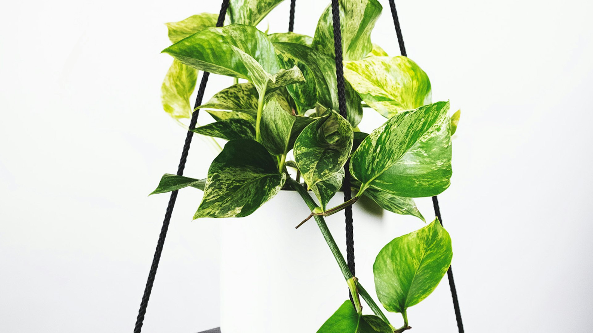 世界杯主横幅背景 - 绿茵场上欢呼的球迷与足球